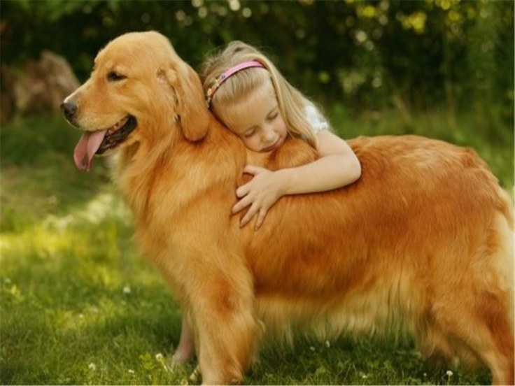 11 Reasons Why Golden Retrievers Are Perfect