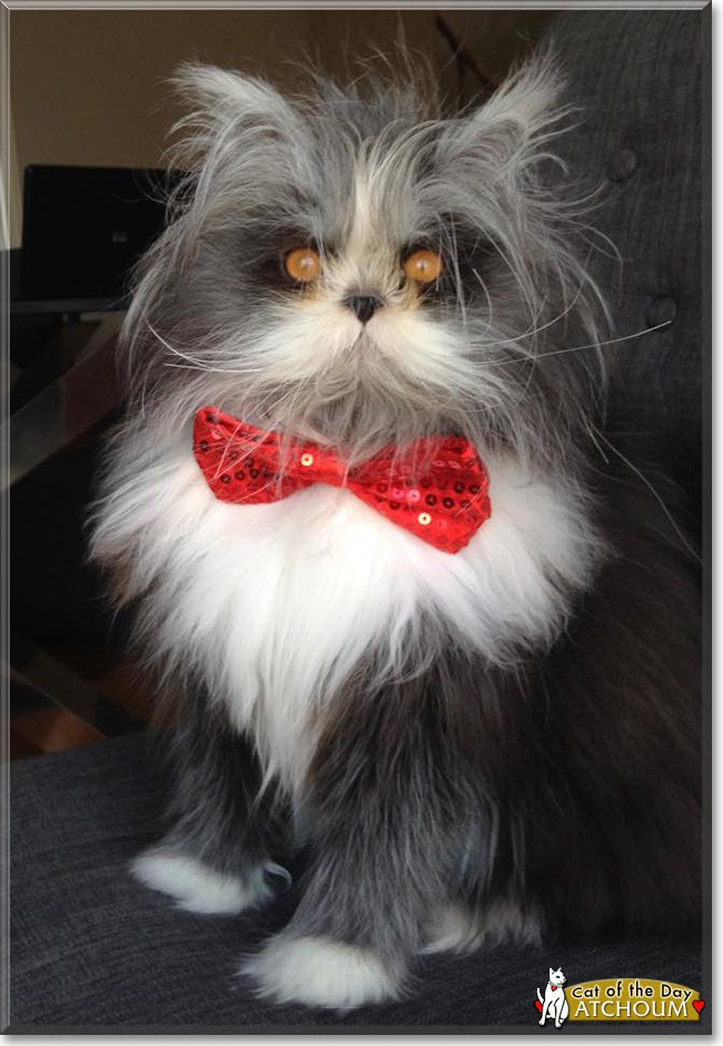 10 Famous Cats You should Know 10 Famous Cats You should Know