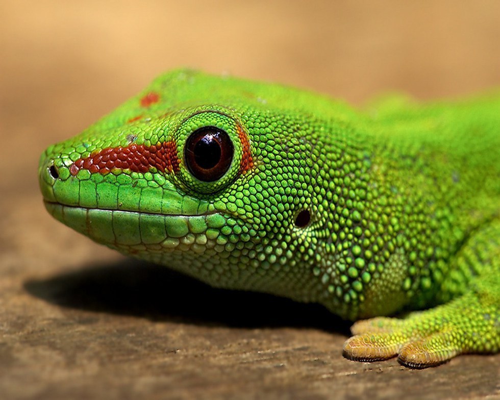 What Does It Mean When A Lizard Falls On Your Chest