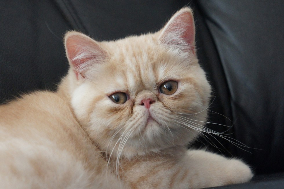 Top 10 Cutest Cat Breeds