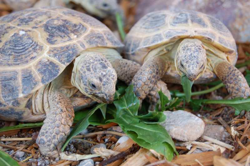 10 Reasons Why Tortoises are Awesome Pets