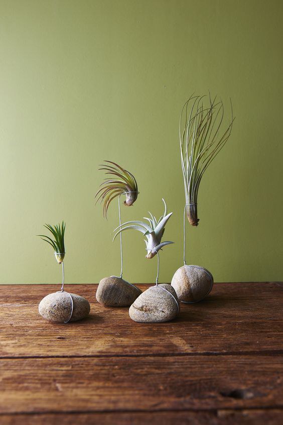 Simple DIY Crafts Using Air Plants   980x 