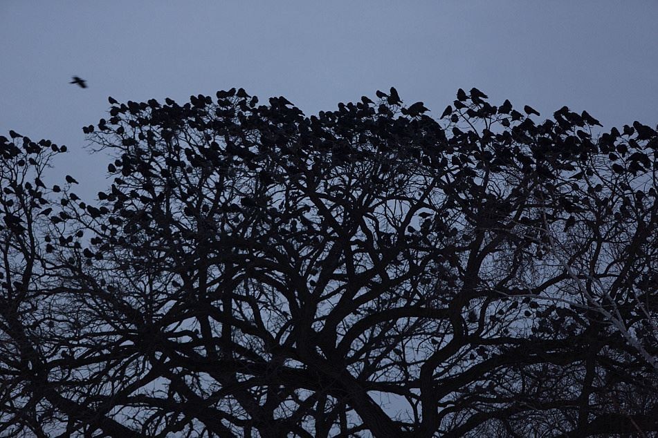 Chilling Images Of Crows Roosting