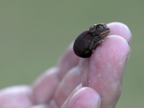 9 Inspiring Messages From Cute Baby Animals