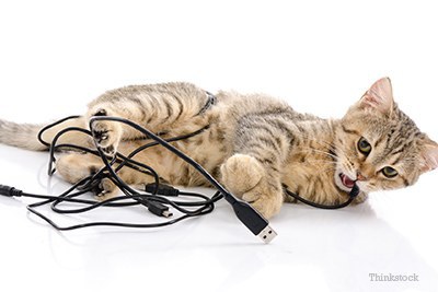 cat electrical cords chew cats why cord does kitten chewing dogs phone chewed pet things meme wire dog eating eat