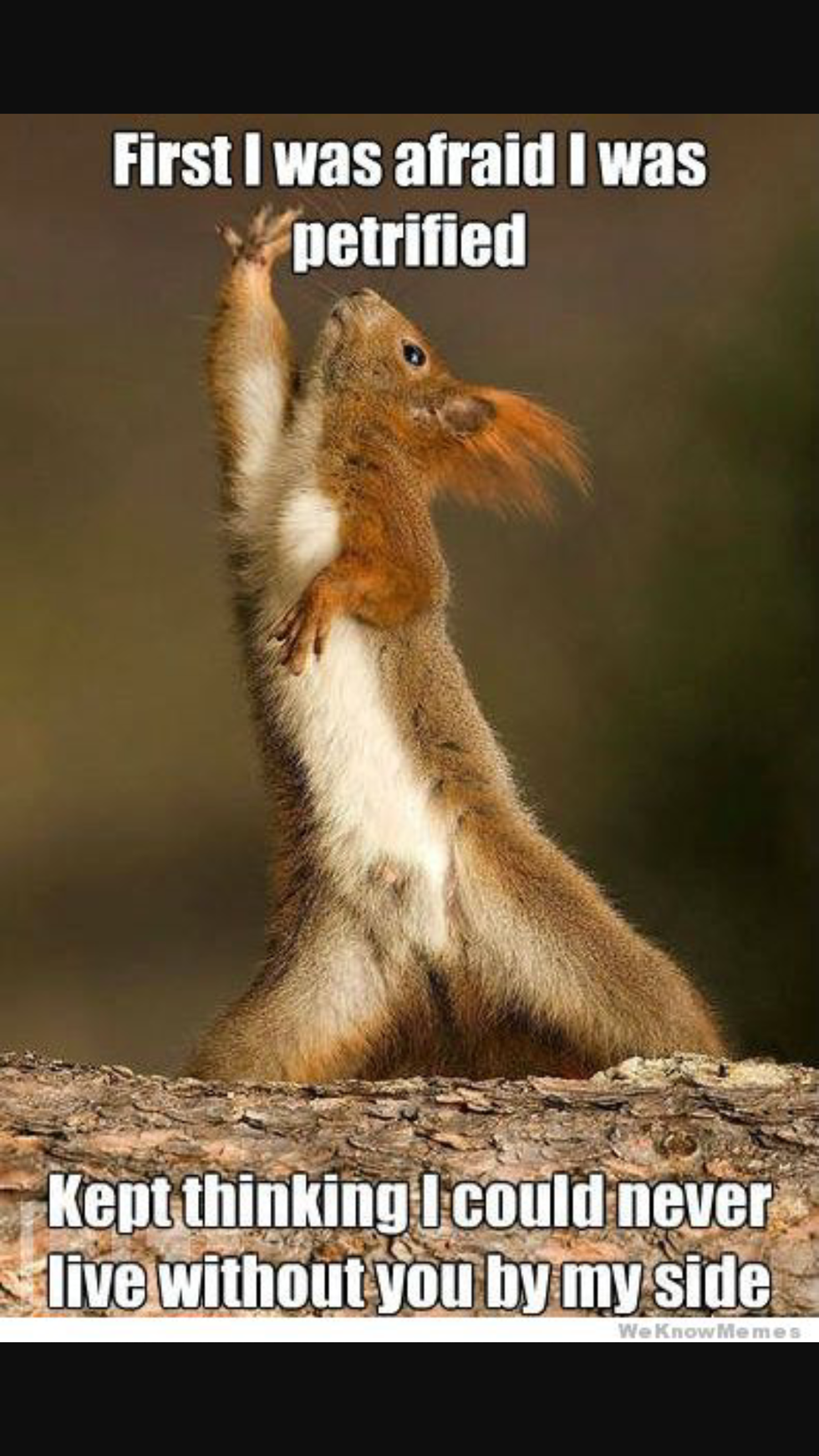 Who Runs The World? Squirrels.