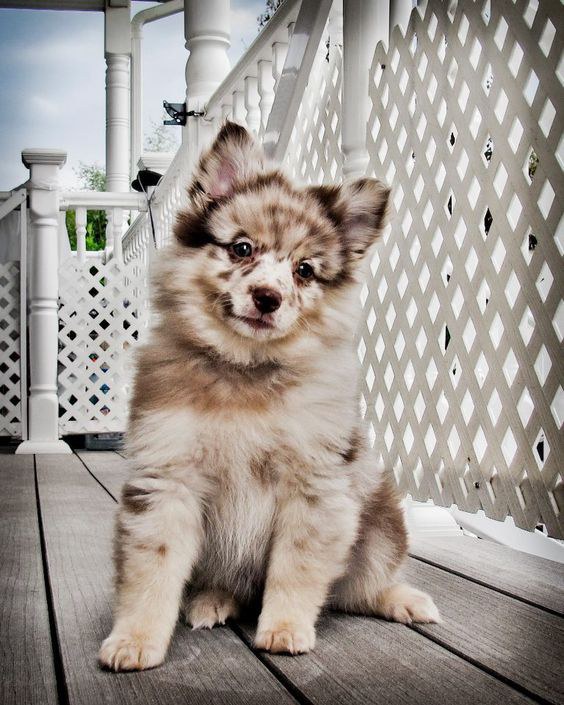 8 Of The Best Mixed Dog Breeds