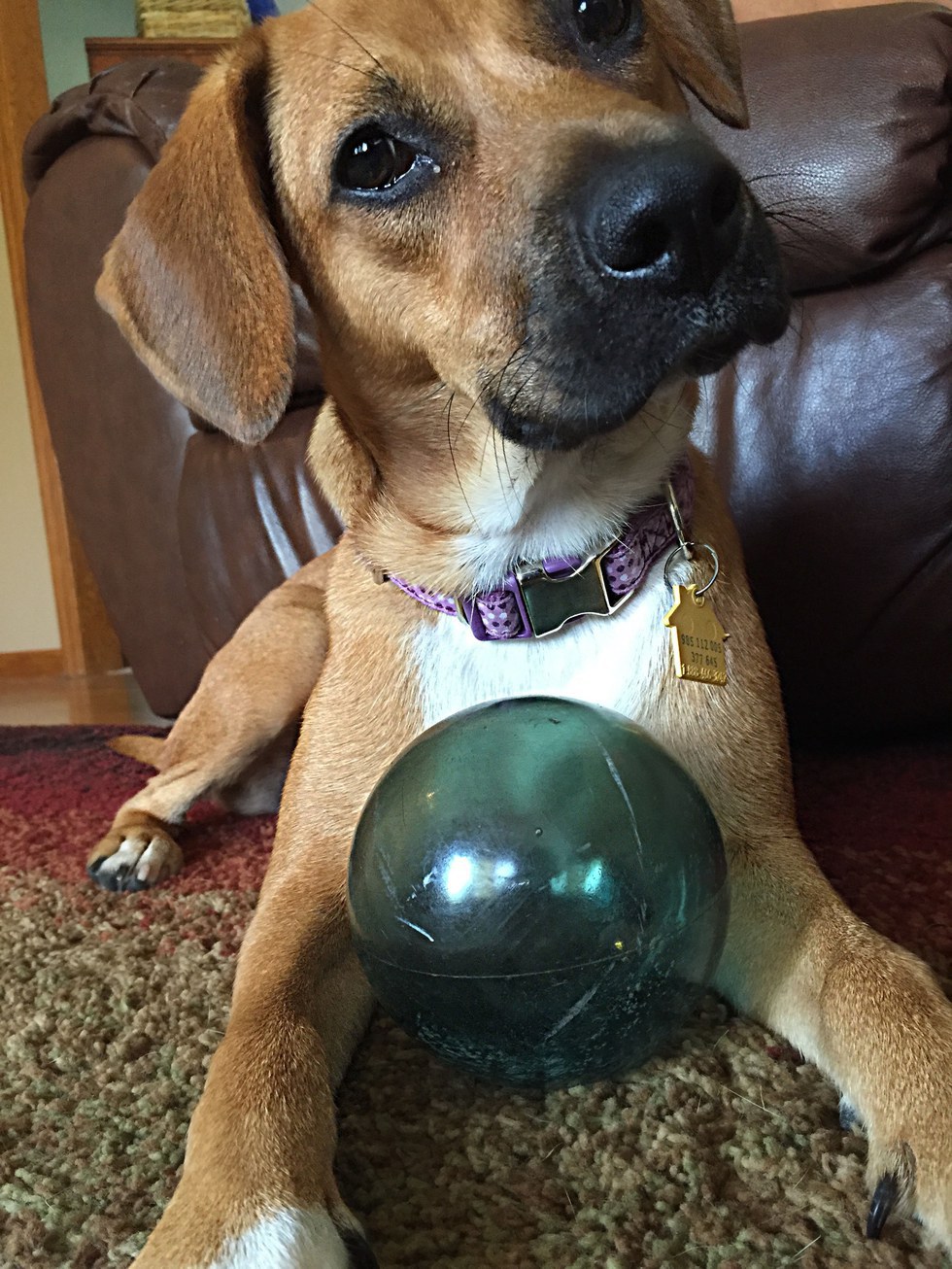 10 Reasons Why Dogs Are The Best