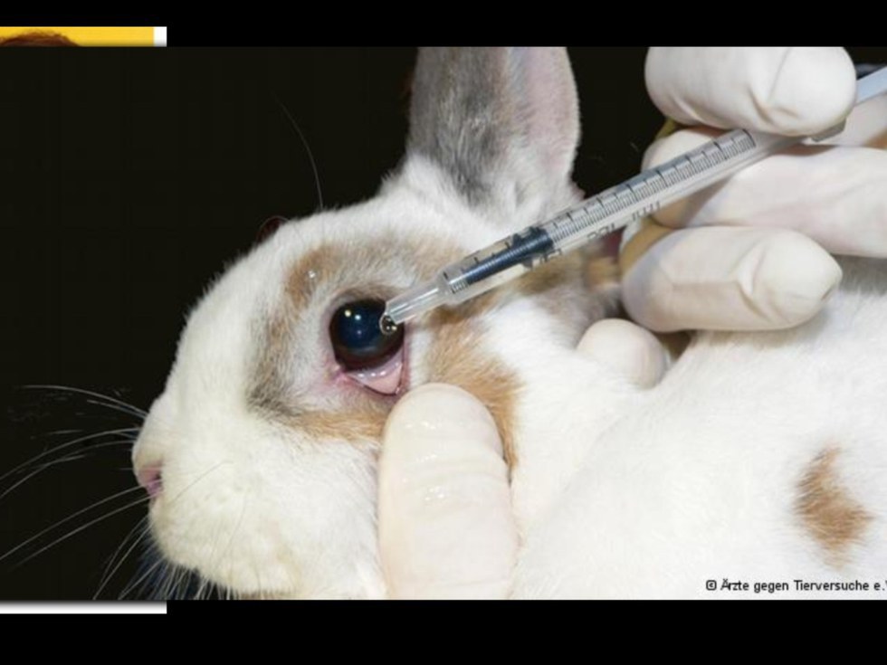 animal-testing-for-cosmetics-should-be-banned-once-and-for-all