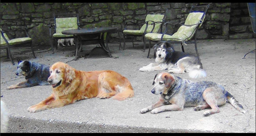 old friends dog sanctuary shirt
