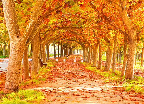 10 Reasons Why Fall Is The Best Season