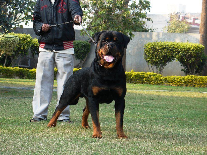 are rottweilers protective