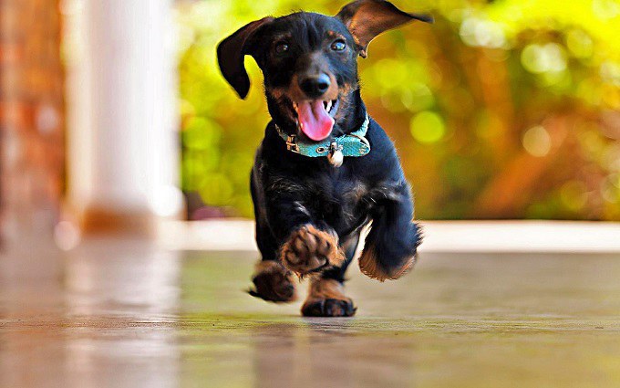 Resultado de imagen para dachshund happy to see owner