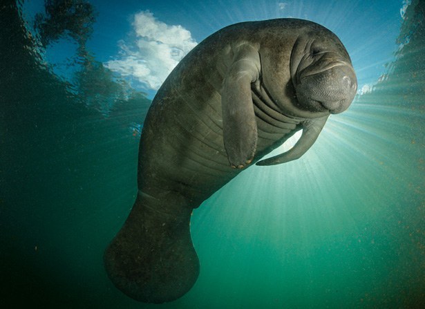 Manatees: Florida's Gentle Giants And How To Save Them