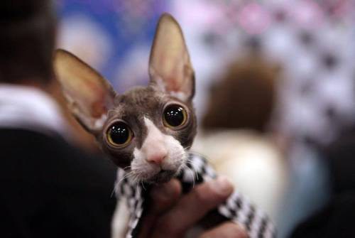 Cute Baby Hairless Cat 87296 Movieweb