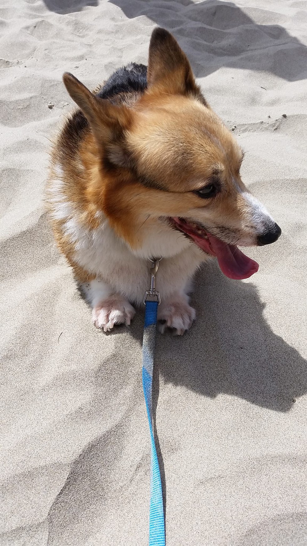 I Went To Corgi Beach Day, And This Is What I Learned