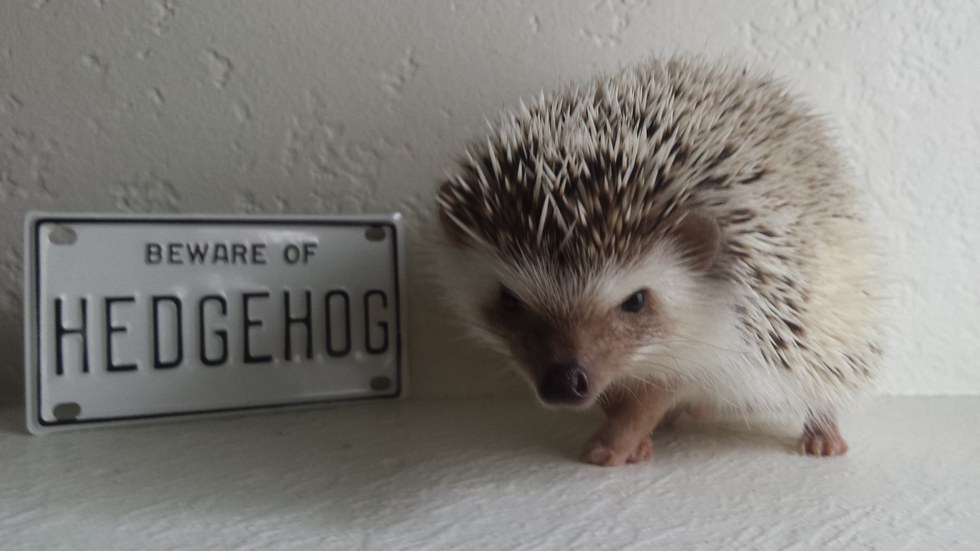 The Absolutely True Guide To Owning A Hedgehog