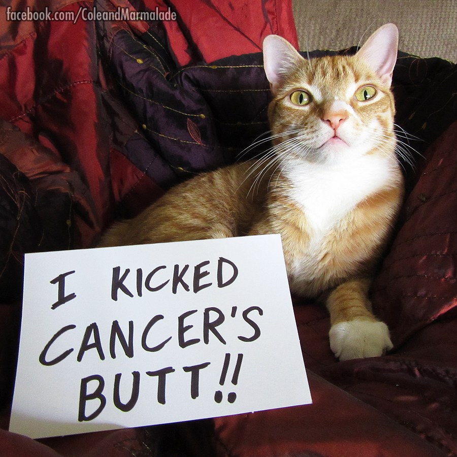 12 Reasons Everyone Should Follow Cole And Marmalade