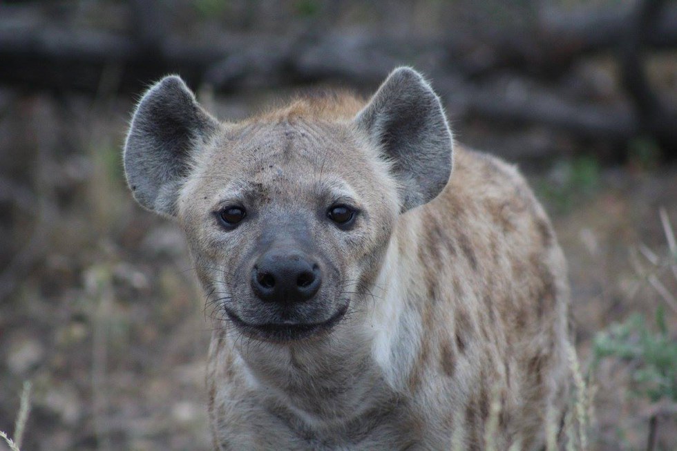 Rethink Your Opinion Of The Spotted Hyena
