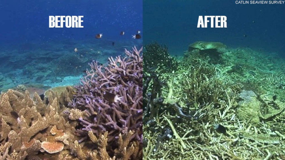 What is happening to the coral reefs
