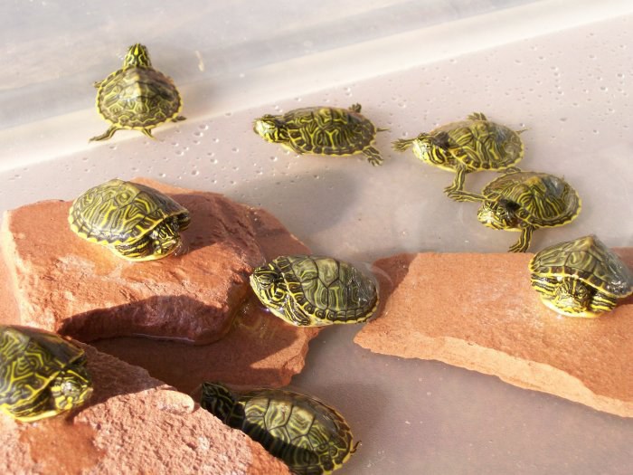 8 Reasons Why Turtles Make Awesome Pets