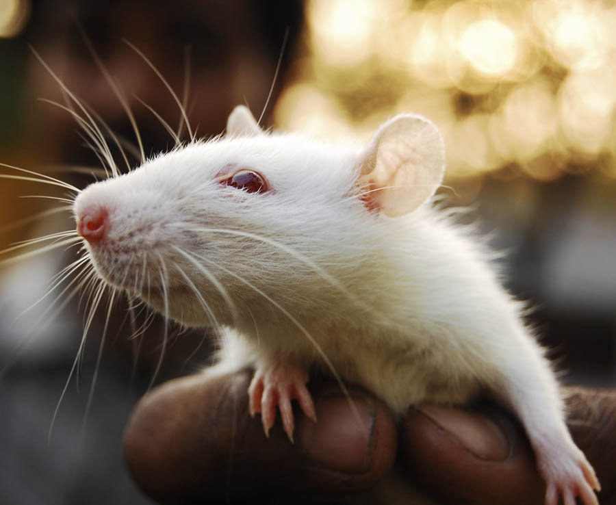 11-awesome-rat-facts