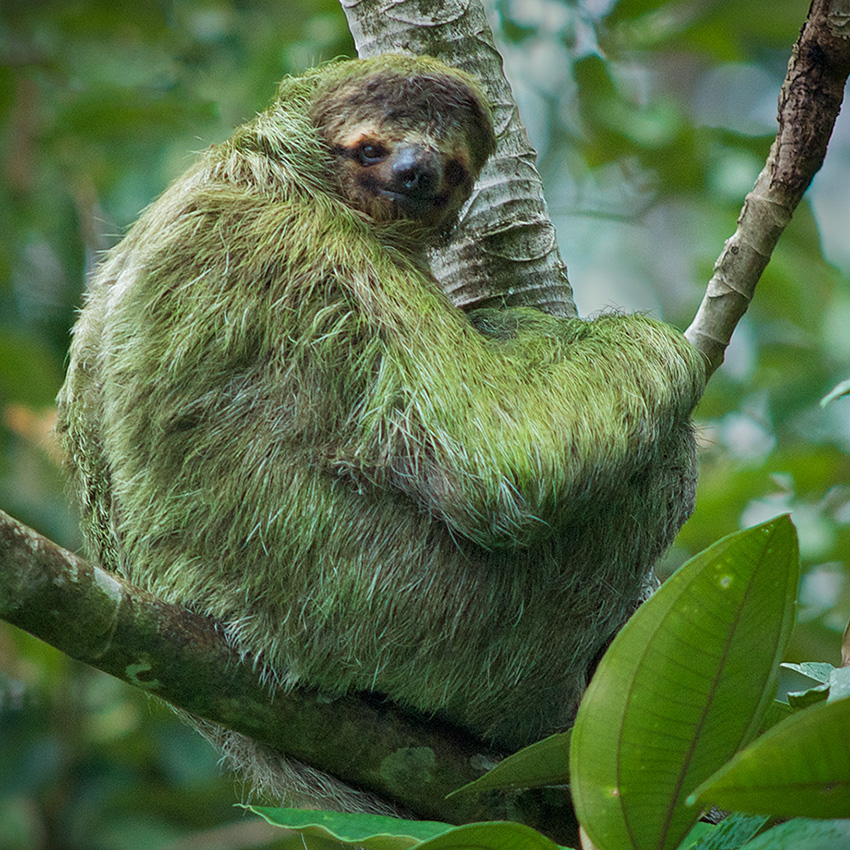 7 Sloth Facts You Probably Didnt Know