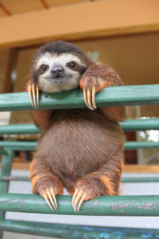 13 Ways To Know Sloths Are Your Spirit Animal