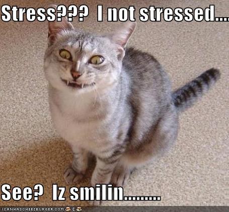12 Cats Who Understand Your Current Stress Level