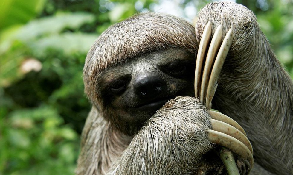 let-s-stop-pretending-sloths-are-cute