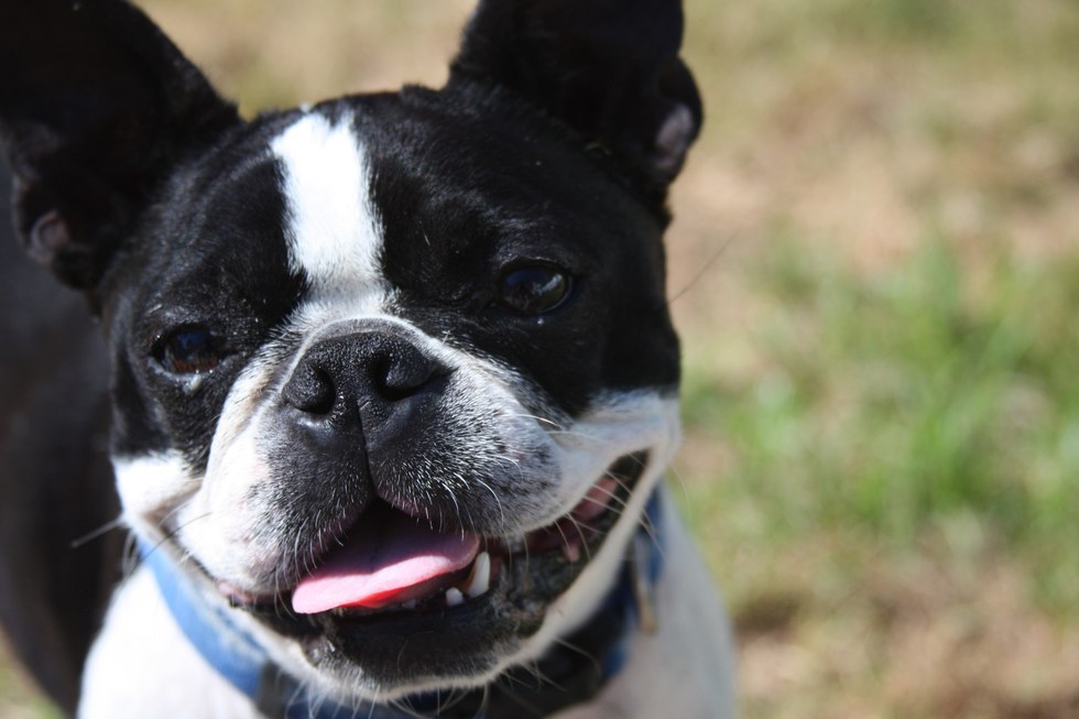 14 Reasons Why Boston Terriers Are The Best Dogs
