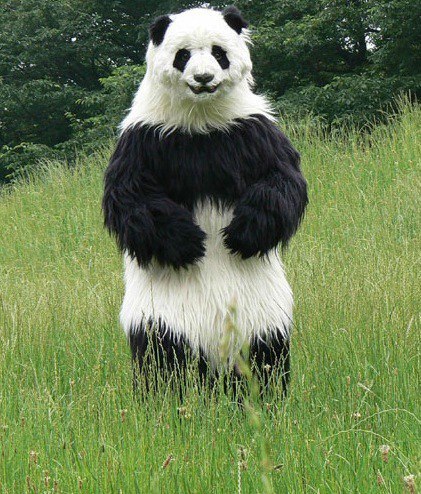 10 Facts You Should Know About Panda Bears