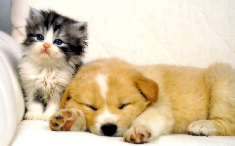 18 Photos Of Cats And Dogs Loving Each Other