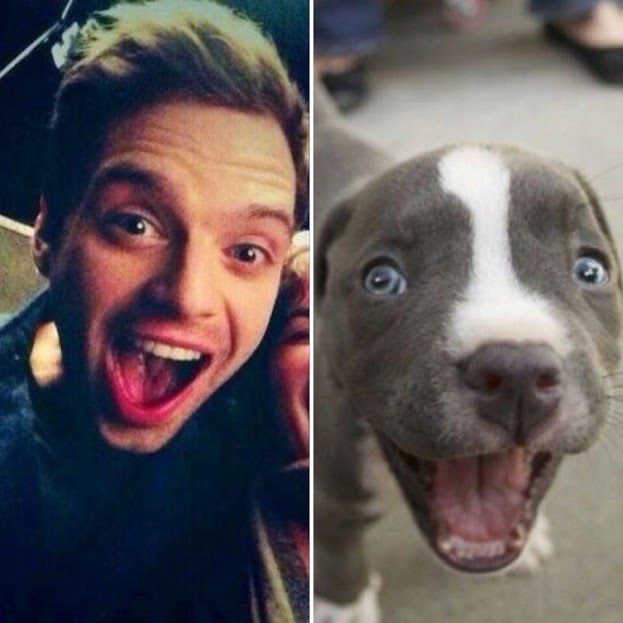 16 Times Sebastian Stan Proved That He's Actually An Animal