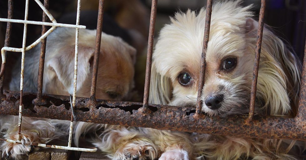 Animal Cruelty Is An Injustice That Is Finally Being Taken More Seriously.