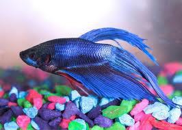 Celebrity Names For Your Betta Fish Based On Horoscope Taurus Is Reliable And Patient But Stubborn They Enjoy Music Romance Work That Involves The Use Of Their Hands Channing Tatum A
