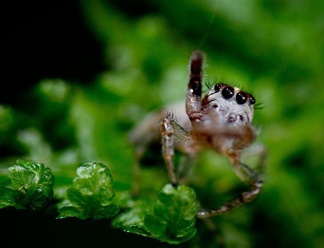 14 Photos That Prove Spiders Aren't That Bad