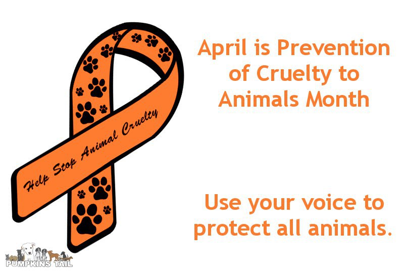 Help Spread Awareness Because April Is Animal Cruelty Prevention Month Help Spread Awareness Because April Is Animal Cruelty Prevention Month