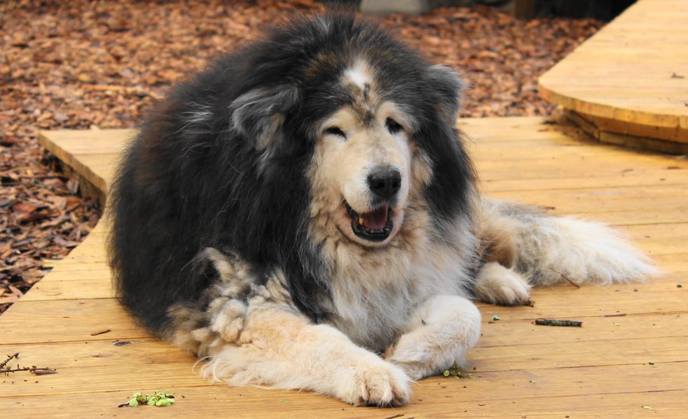 Perché Leone Il Cane Fifone è Stato Cancellato
