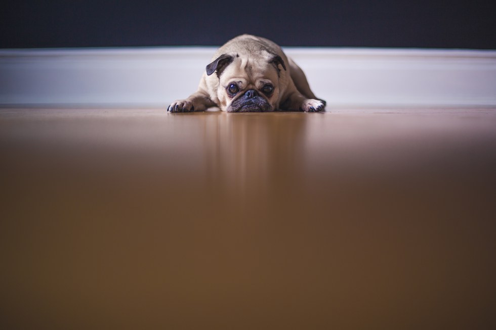 The 11 Stages Of Dog Withdrawal