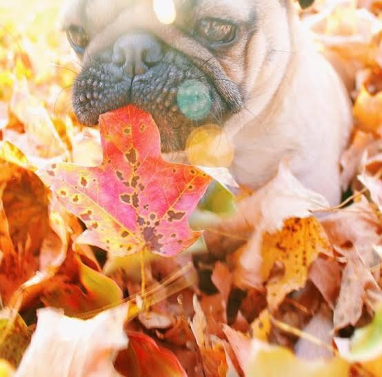 7 Reasons Why Fall Is The Best Season According To Pugs