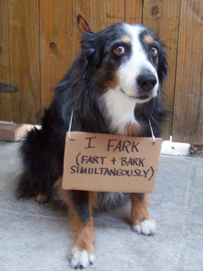 Image result for dog shaming