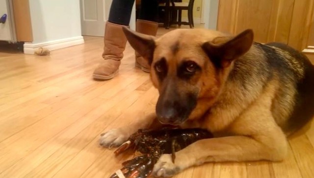 dog-tries-to-protect-little-lobster-from-becoming-family-s-dinner