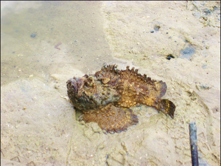 stonefish scarier