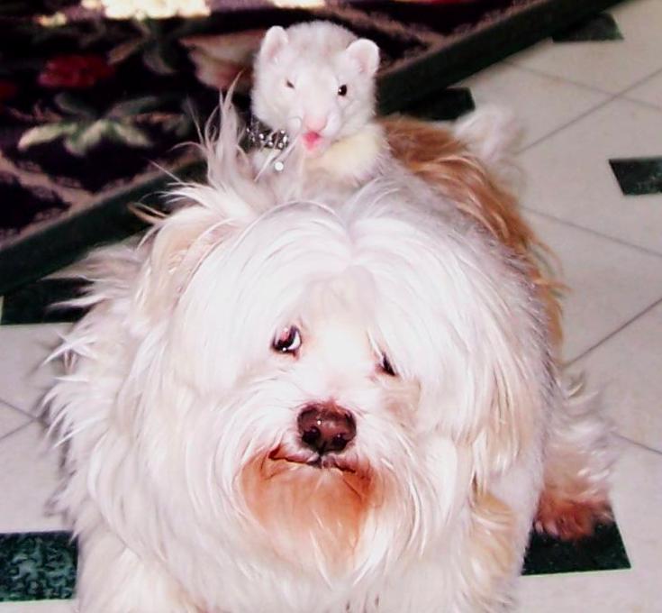 Can Ferrets And Dogs Live Together at Felix Page blog