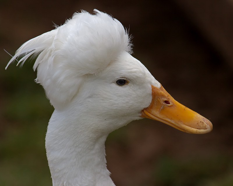 10 Reasons Why Ducks Are Badass