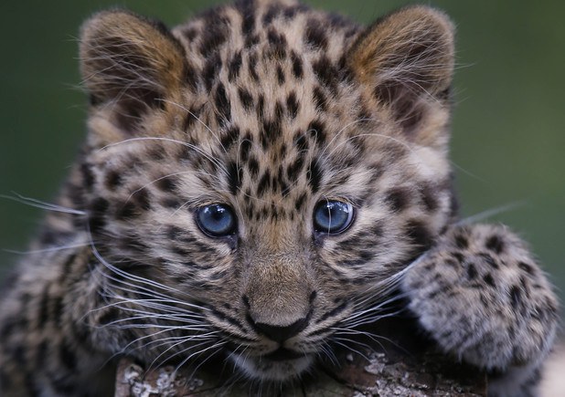 7 Of The Cutest Endangered Species