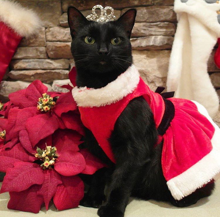 Image result for cat in christmas outfits