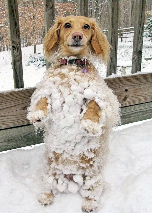 puppies in snow puppies in snow