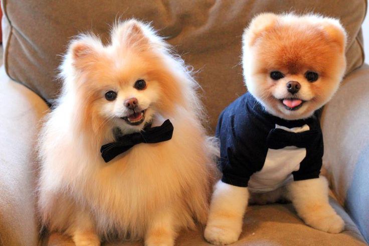 Have You Ever Tried To Put A Sweater On Your Dog Its Right Up There With Flying Pigs And Squaring The Circle In Terms Of Impossible Tasks Have You Ever Tried To Put A Sweater On Your Dog Its Right Up There With Flying Pigs And Squaring The Circle In Terms Of Impossible Tasks